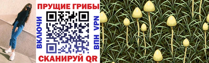 Галлюциногенные грибы прущие грибы  купить наркоту  Орёл 